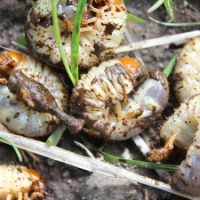 Grub Control