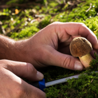 Fungus Control