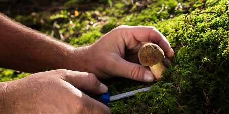 Mushroom and other fungus controls