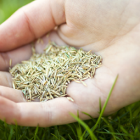 Overseeding