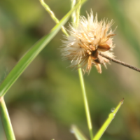 Weed Control