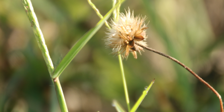 Weed Control Services from Riedel Garden Center