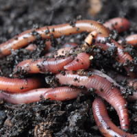 Worm Control