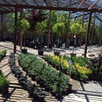 Nursery Stock